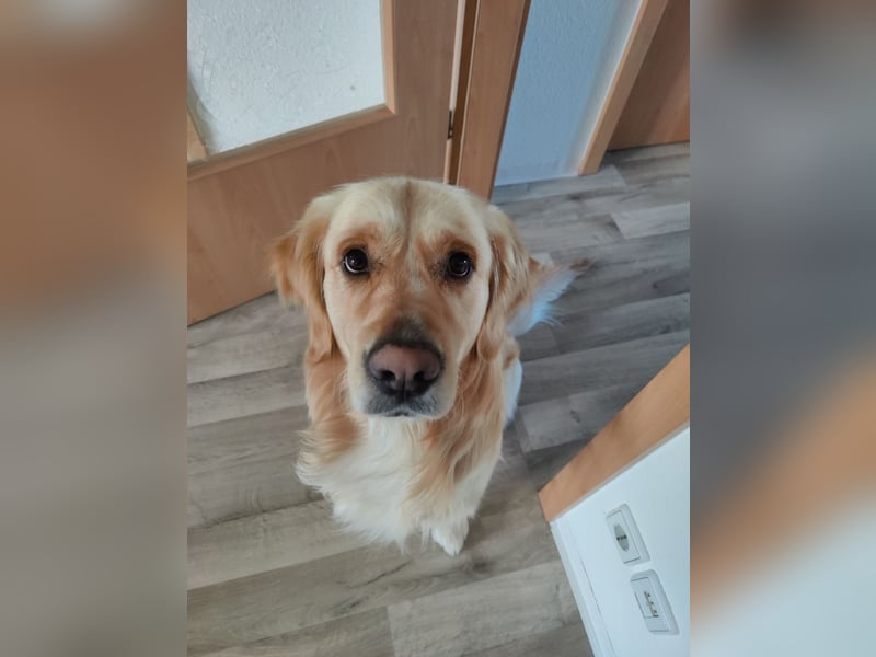 Erfahrener Deckrüde Golden Retriever