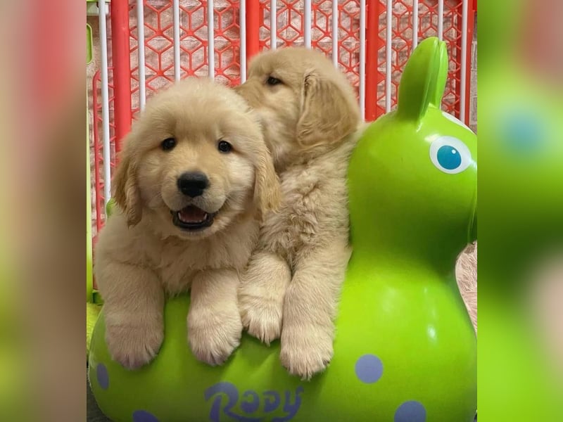 Golden retriever welpen