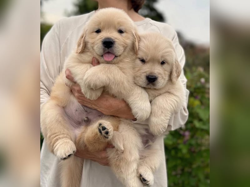 Golden retriever welpen