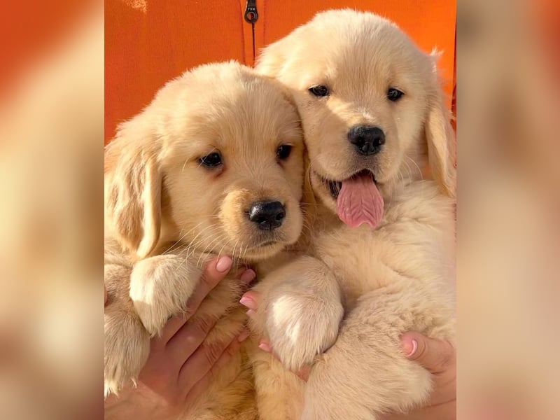 Golden retriever welpen