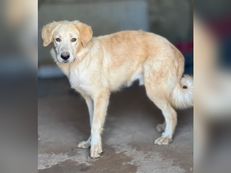 Junger Golden Retriever-Mix sucht sein Zuhause