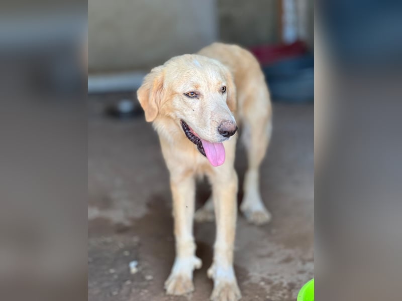 Junger Golden Retriever-Mix sucht sein Zuhause