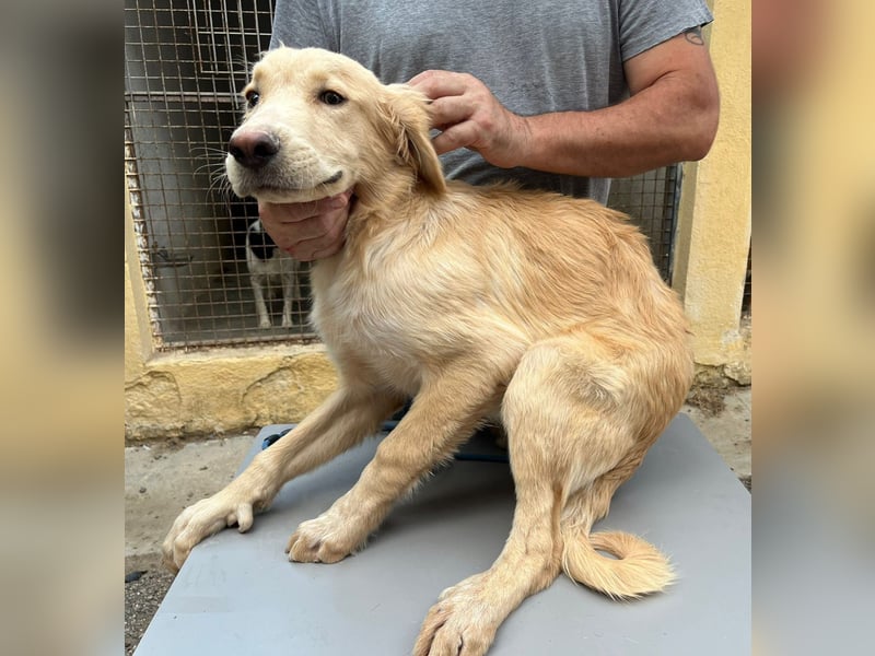 Junger Golden Retriever-Mix sucht sein Zuhause