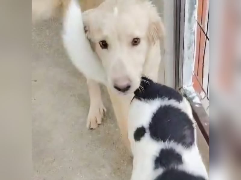 Junger Golden Retriever-Mix sucht sein Zuhause