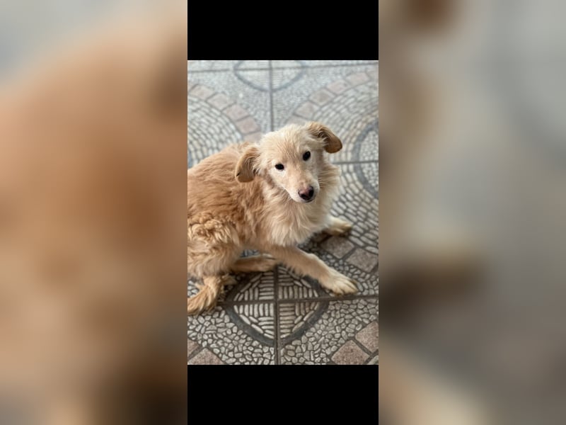 Golden Retriever Mischling, Rüde,  6 Monate