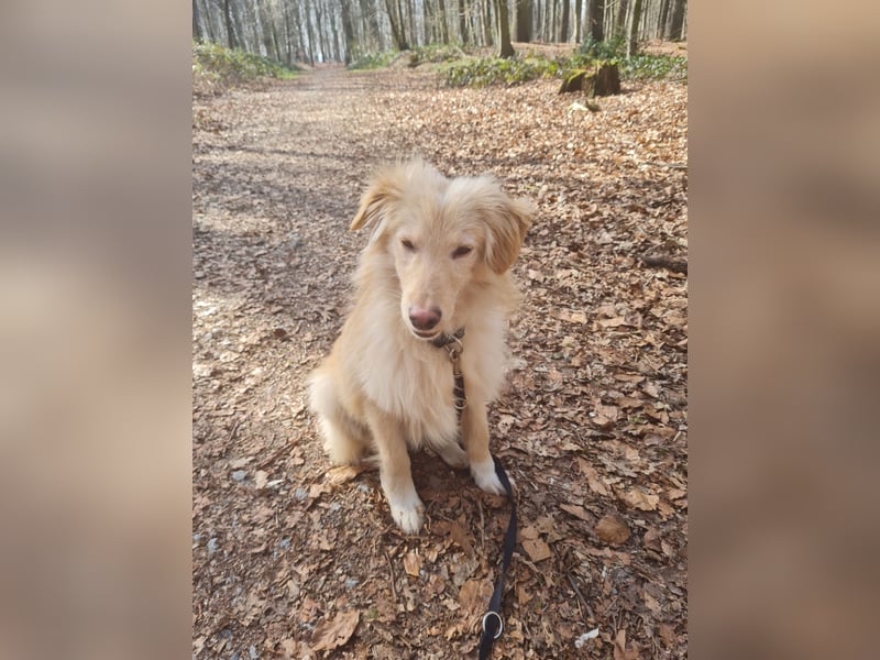 Golden Retriever Mischling, Rüde,  6 Monate