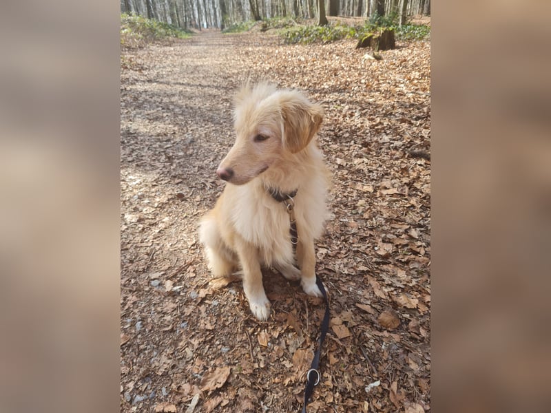 Golden Retriever Mischling, Rüde,  6 Monate