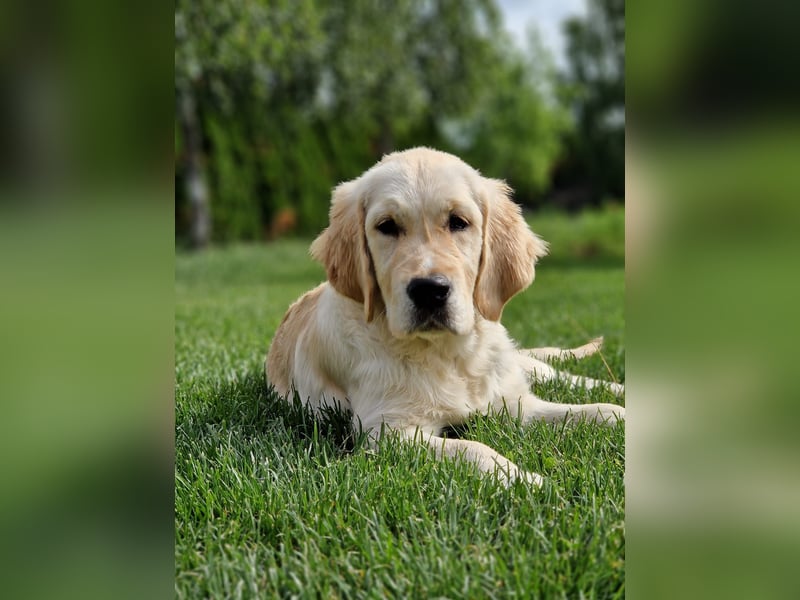 Golden Retriever Welpen