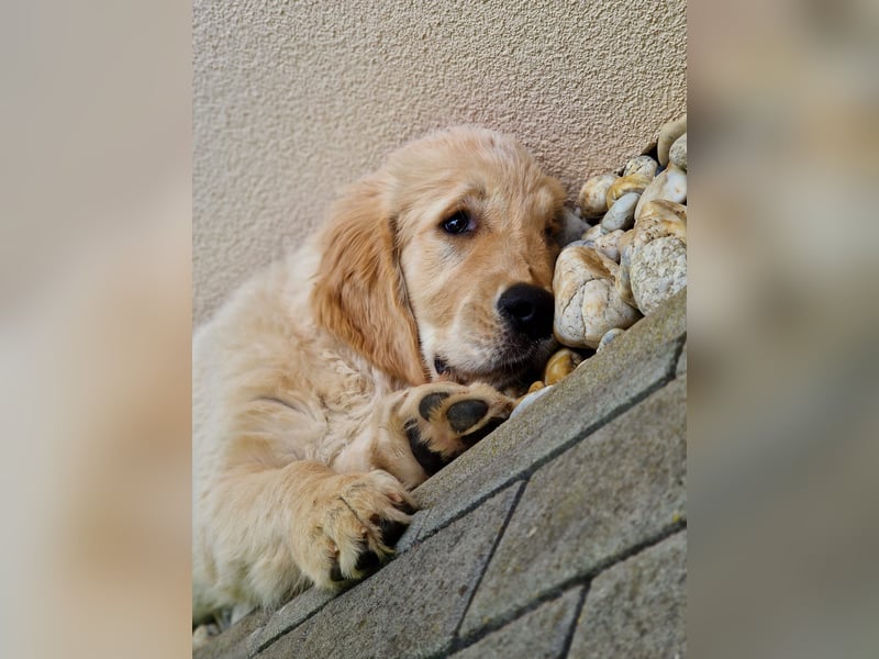 Golden Retriever Welpen