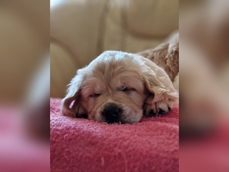 Golden Retriever Welpen