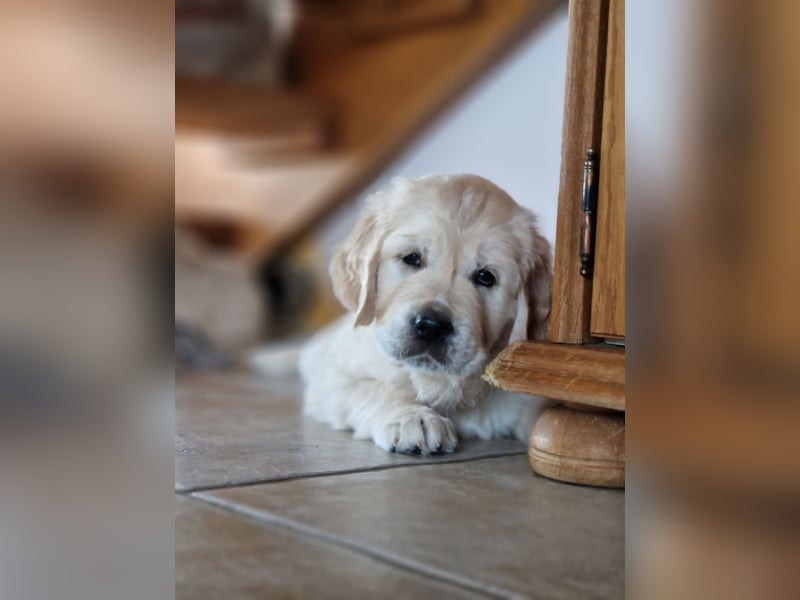 Golden Retriever Welpen