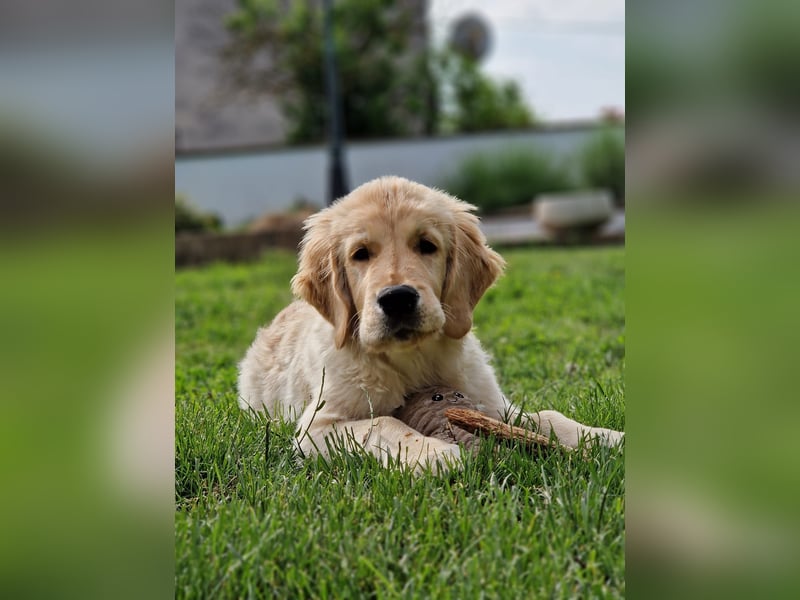 Golden Retriever Welpen