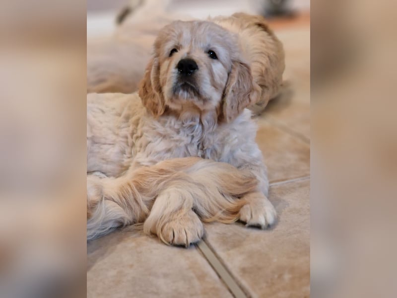 Golden Retriever Welpen