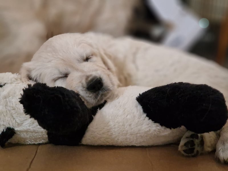 Golden Retriever Welpen