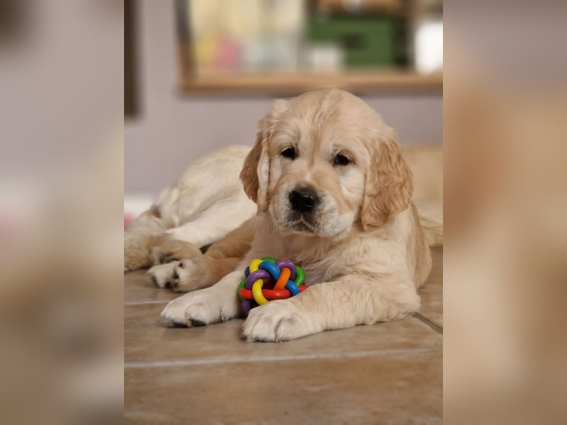 Golden Retriever Welpen