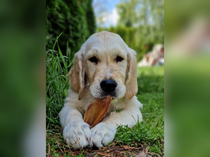 Golden Retriever Welpen
