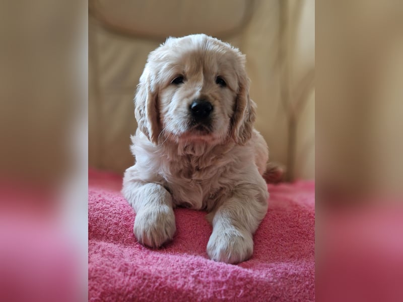 Golden Retriever Welpen