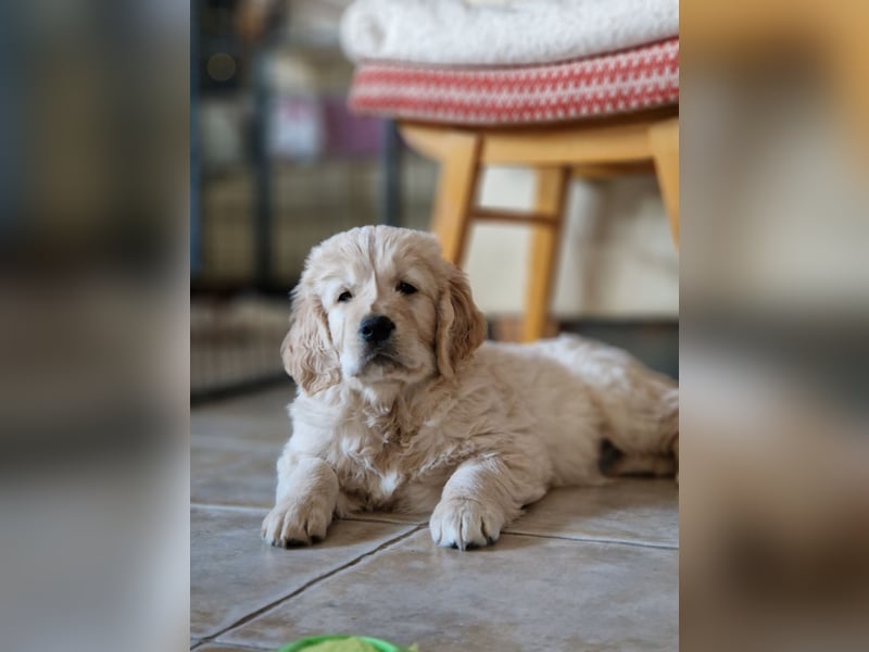 Golden Retriever Welpen
