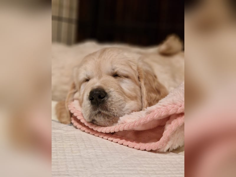 Golden Retriever Welpen