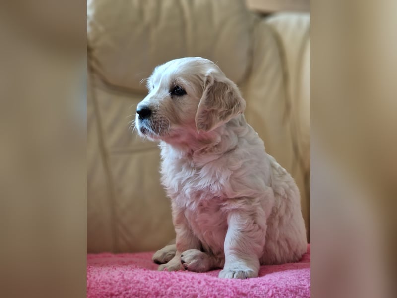 Golden Retriever Welpen