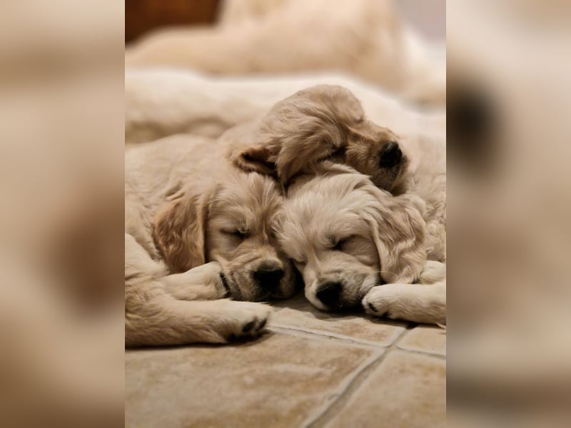 Golden Retriever Welpen