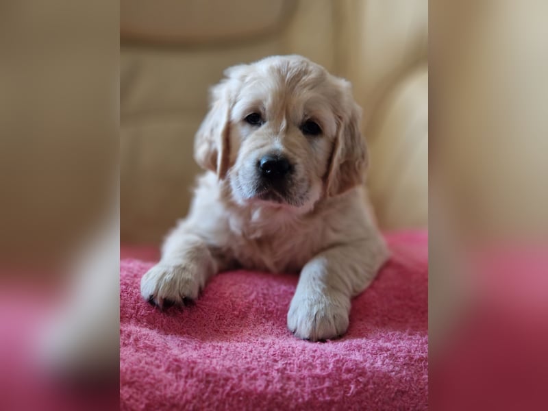 Golden Retriever Welpen