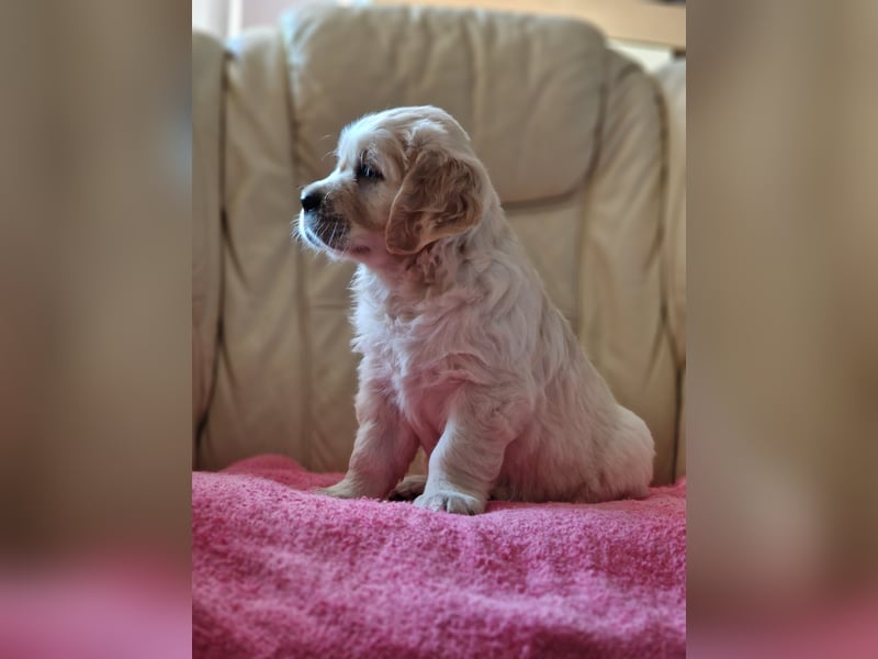 Golden Retriever Welpen