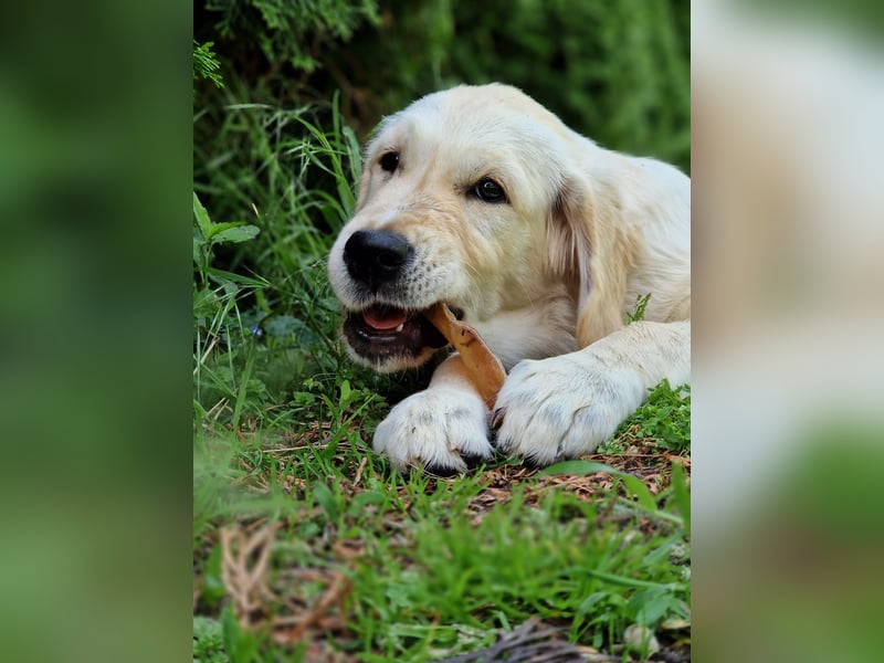 Golden Retriever Welpen