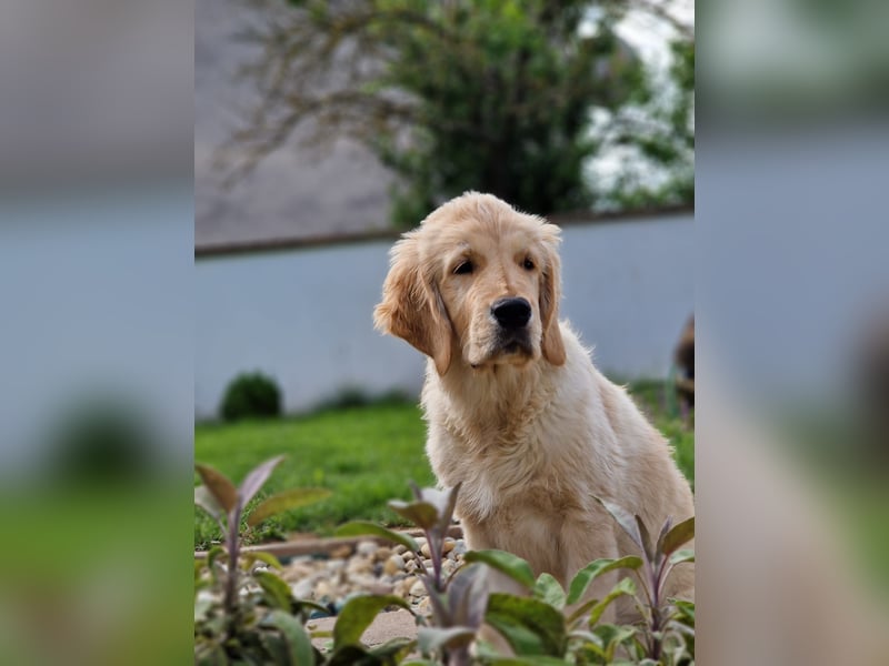Golden Retriever Welpen