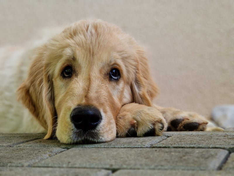 Golden Retriever Welpen