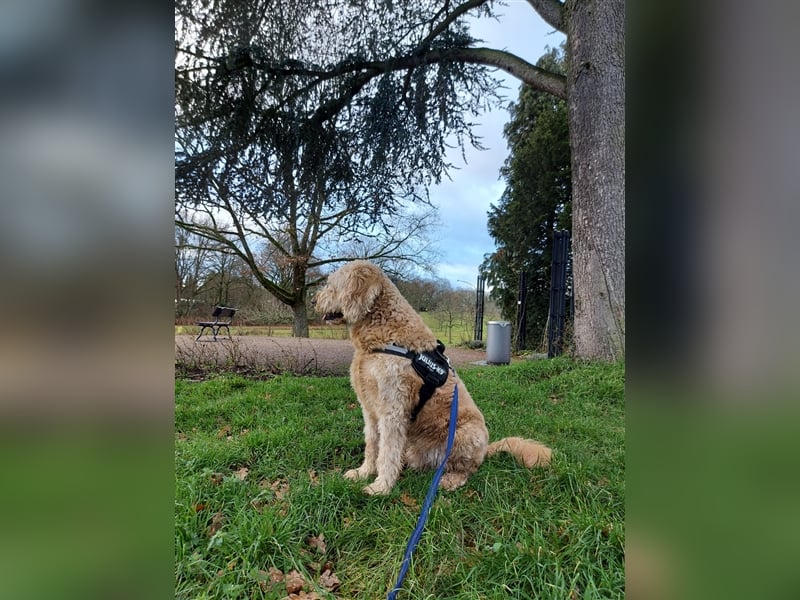 Goldendoodle Rüde