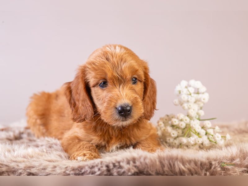 GoldenDoodle - medium mit welligem - lockigem Fell