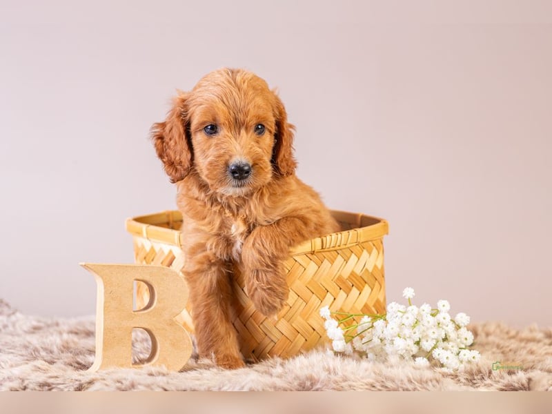 GoldenDoodle - medium mit welligem - lockigem Fell