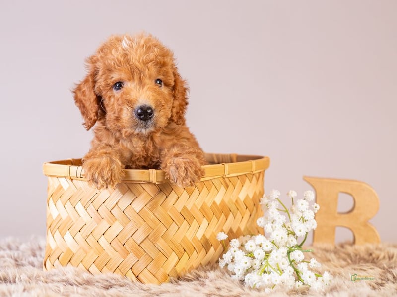 GoldenDoodle - medium mit welligem - lockigem Fell