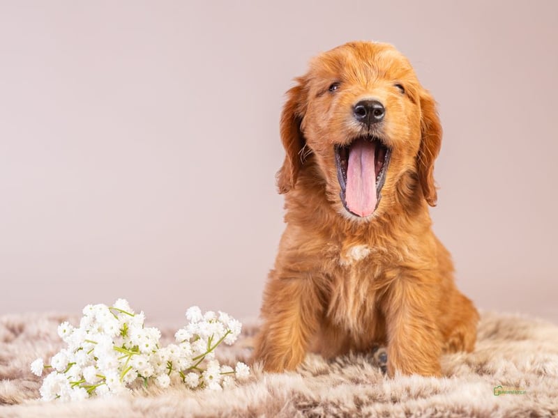 GoldenDoodle - medium mit welligem - lockigem Fell