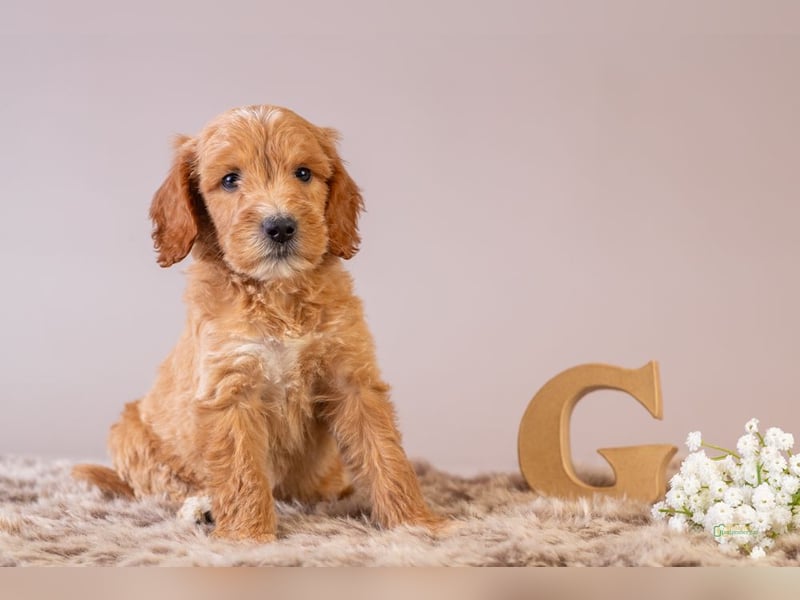 GoldenDoodle - medium mit welligem - lockigem Fell