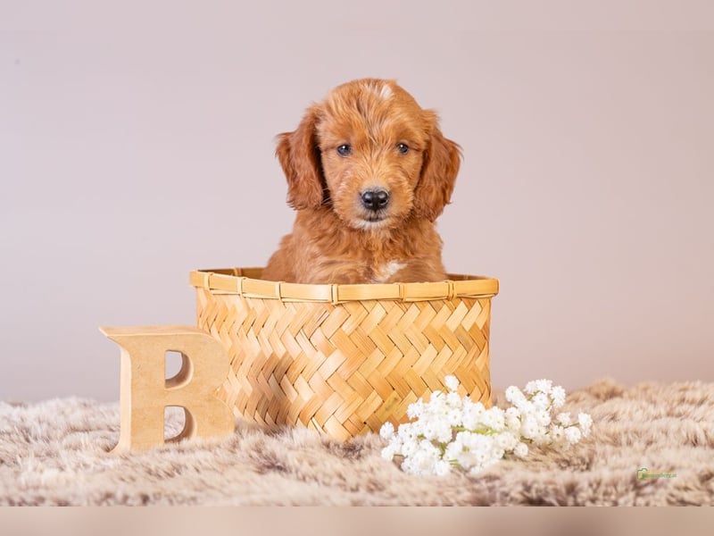 GoldenDoodle - medium mit welligem - lockigem Fell