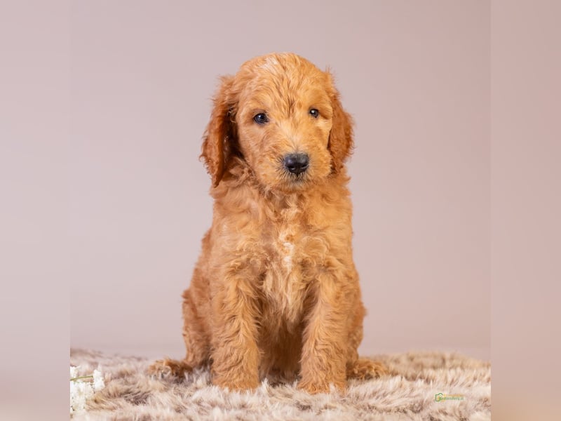GoldenDoodle - medium mit welligem - lockigem Fell