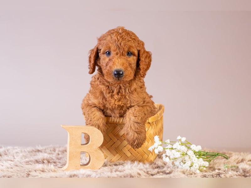 GoldenDoodle - medium mit welligem - lockigem Fell