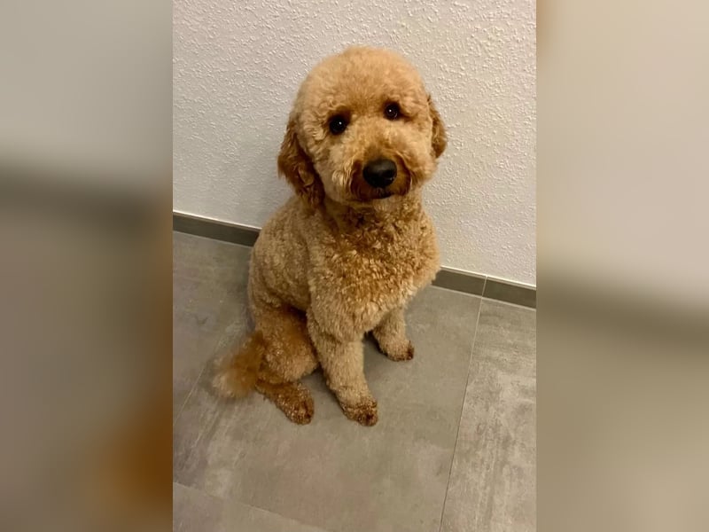 Deckrüde ,Erfahrener & liebevoller Medium Goldendoodle F1b