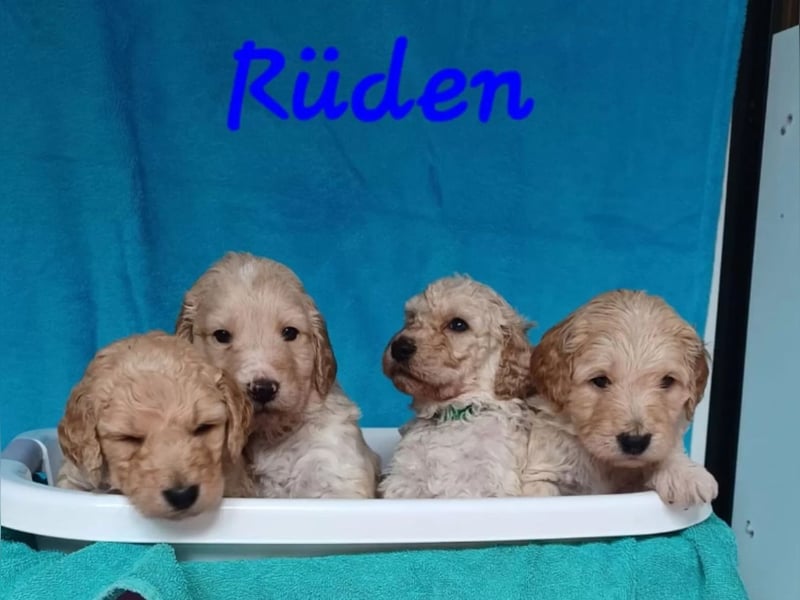Deckrüde ,Erfahrener & liebevoller Medium Goldendoodle F1b