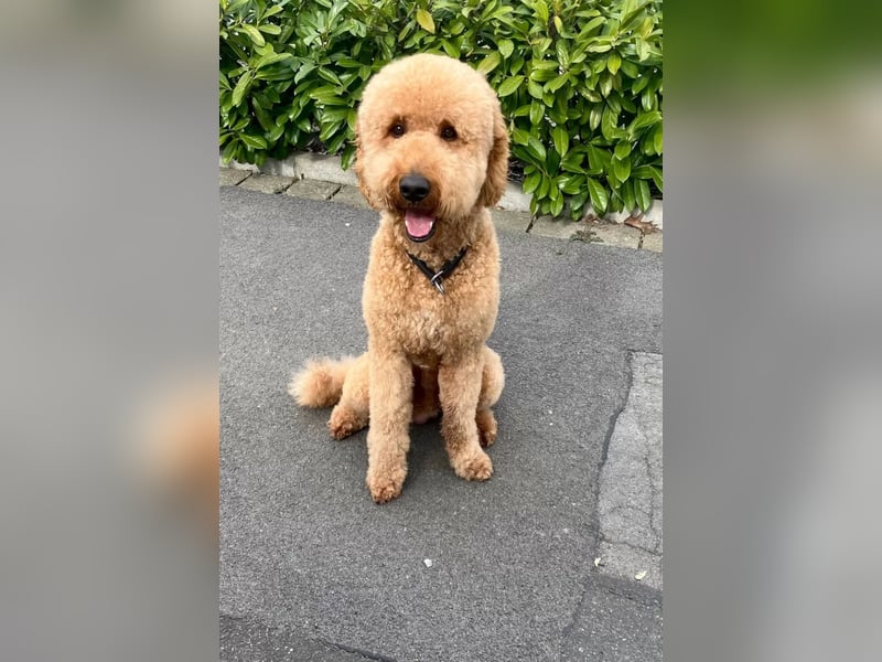 Deckrüde ,Erfahrener & liebevoller Medium Goldendoodle F1b