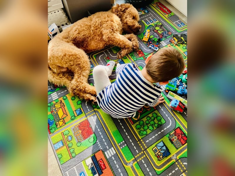 Deckrüde ,Erfahrener & liebevoller Medium Goldendoodle F1b