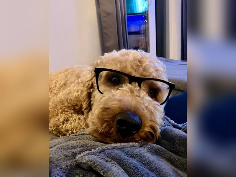 Deckrüde ,Erfahrener & liebevoller Medium Goldendoodle F1b