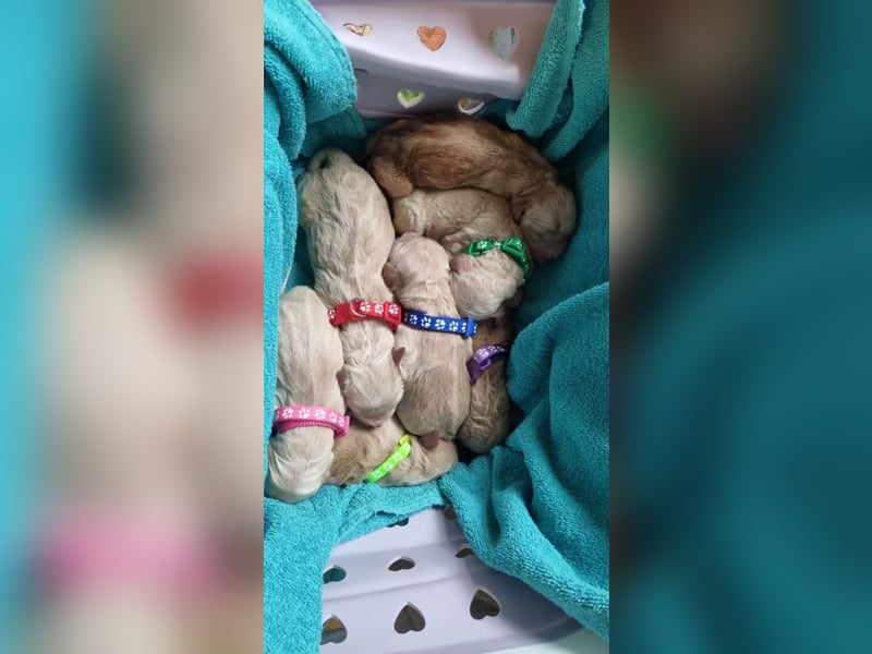 Deckrüde ,Erfahrener & liebevoller Medium Goldendoodle F1b