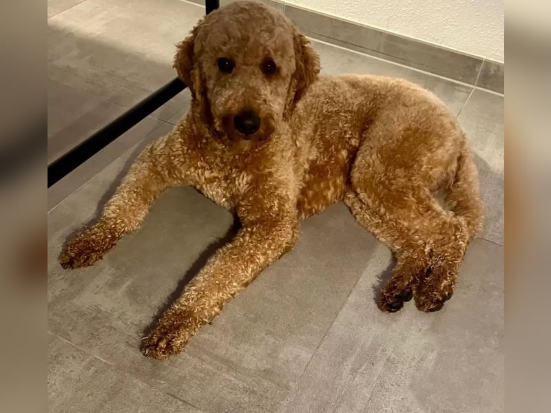 Deckrüde ,Erfahrener & liebevoller Medium Goldendoodle F1b