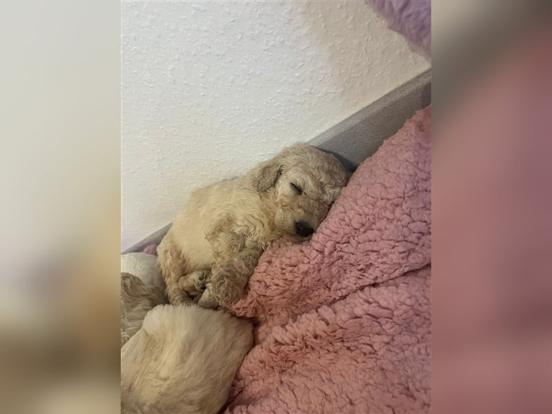 Wunderschöne Goldendoodle Welpen zu verkaufen Abgabe frühestens ab 06.12.24