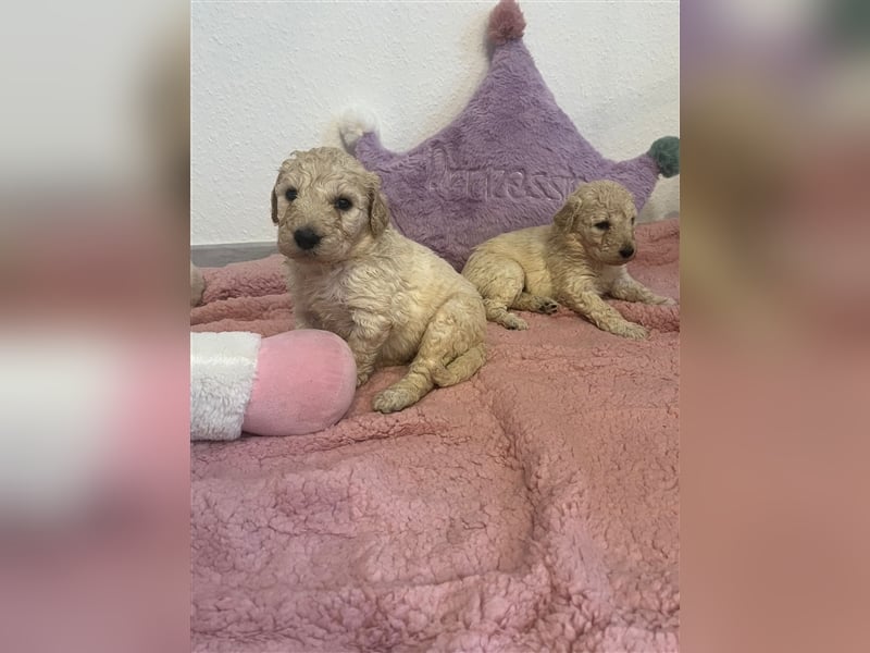 Wunderschöne Goldendoodle Welpen zu verkaufen Abgabe frühestens ab 06.12.24