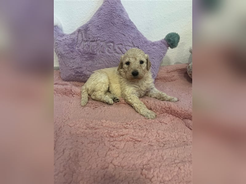 Wunderschöne Goldendoodle Welpen zu verkaufen Abgabe frühestens ab 06.12.24