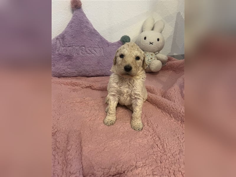 Wunderschöne Goldendoodle Welpen zu verkaufen Abgabe frühestens ab 06.12.24